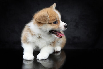 Cute small pembroke welsh corgi puppy on black background