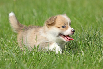 Cute small pembroke welsh corgi puppy in the grass in the garden
