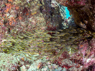 水中洞窟にいる、美しいゴンズイ（ゴンズイ科）の群れ。
通称「ゴンズイ玉」。
英名、学名：Spotnape cardinalfish (Ostorhinchus notatus) 
静岡県伊豆半島賀茂郡南伊豆町中木ヒリゾ浜-2024年
