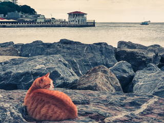 Red cat lies on the rocks against the background of the sea and the pier