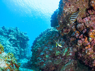 美しいツノダシ（ツノダシ科）他。
英名、学名：Moorish Idol (Zanclus cornutus)
美しいタカノハダイ（タカノハダイ科）他。
英名、学名：Flag Fish (Cheilodactylus zonatus)
静岡県伊豆半島賀茂郡南伊豆町中木ヒリゾ浜-2024年
