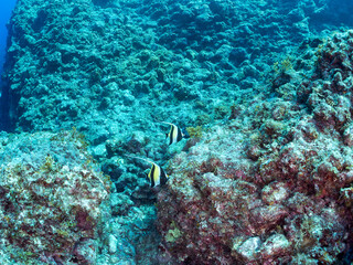 美しいツノダシ（ツノダシ科）他。
英名、学名：Moorish Idol (Zanclus...