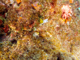 美しいワカウツボ（ウツボ科）の幼魚。
英名、学名：Abbott's moray eel (Gymnothorax meleagris)
静岡県伊豆半島賀茂郡南伊豆町中木ヒリゾ浜-2024年
