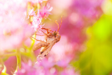 A moth is on the flower