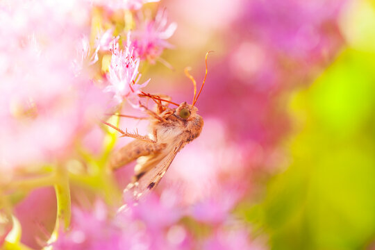 A moth is on the flower