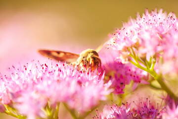 A moth is on the flower