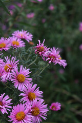 Obraz premium Purple Aster flowers in the garden with copy space. Aster Frikarti flowers on autumn