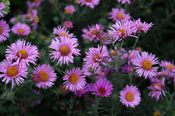 Obraz premium Purple Aster flowers in the garden. Aster Frikarti flowers on autumn