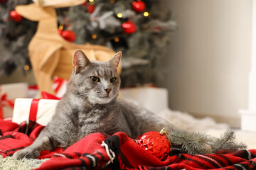 Cute cat with Christmas branches lying at home © Pixel-Shot