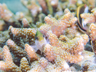 しいテーブルサンゴとホシゴンベ（ゴンベ科）の幼魚のペア。 英名、学名：Blackside hawkfish (Paracirrhites forsteri) 静岡県伊豆半島賀茂郡南伊豆町中木ヒリゾ浜-2024年 