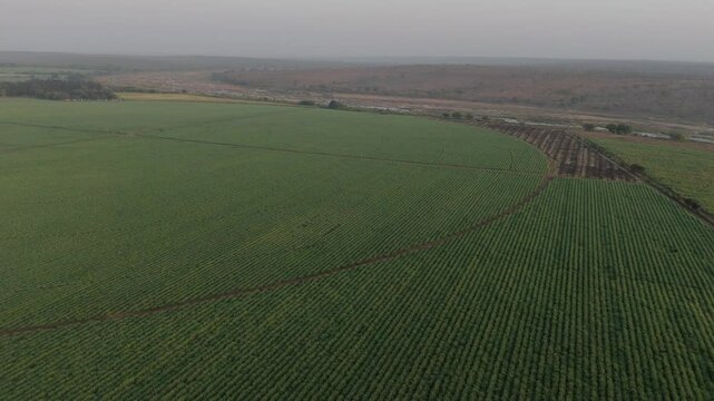 Slow drone flight reveals contrasting green waves of sugarcane and pepper farms bordering the Kruger National Park. South Africa.