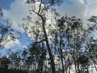Fototapeta premium Trees in the Sky in the Bush in Queensland Australia
