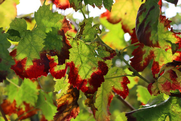 Close-up of red and yellow Vine leaves in the Pinot vineyard on autumn season. Vitis vinifera cultivation