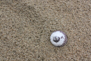 seashall
sand
sea
beach
nature