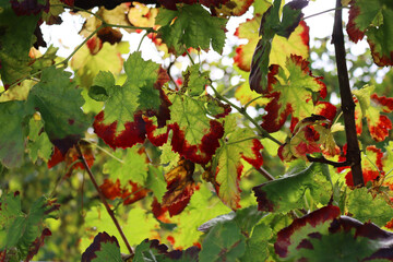 Fototapeta premium Close-up of red and yellow Vine leaves in the Pinot vineyard on autumn season. Vitis vinifera cultivation