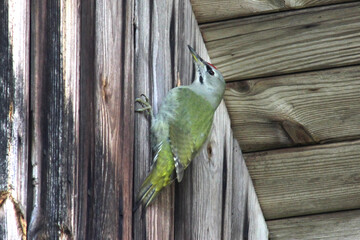 The grey-headed woodpecker (Picus canus) on the weathered wooden building wall background close up, portrait