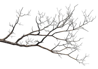 Fototapeta premium bare tree branches isolated on transparent background