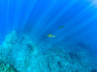 美しいソウシハギ（カワハギ科）他。
英名、学名：Scrawled filefish, Aluterus scriptus
美しいキビナゴ（ニシン科）他の大群。
英名、学名：Silver-Stripe Round Herrings (Spratelloides gracilis)
静岡県伊豆半島賀茂郡南伊豆町中木ヒリゾ浜-2024年
