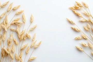 Dried Oats Grain Spikes Frame Minimalist White Background