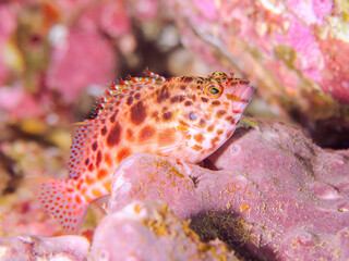 美しいハマサンゴと可愛いヒメゴンベ（ゴンベ科）の幼魚他。
英名、学名：Coral hawkfish (Cirrhitichthys oxycephalus) 
静岡県伊豆半島賀茂郡南伊豆町中木ヒリゾ浜-2024年
