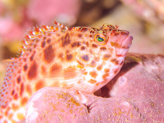 美しいハマサンゴと可愛いヒメゴンベ（ゴンベ科）の幼魚他。
英名、学名：Coral hawkfish (Cirrhitichthys oxycephalus) 
静岡県伊豆半島賀茂郡南伊豆町中木ヒリゾ浜-2024年
