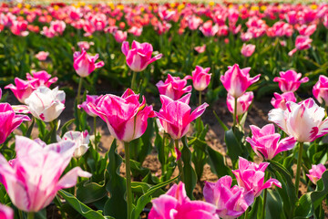 Beautiful tulips are in full bloom