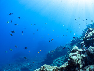 ウミトサカ（ソフトコーラル）他が生えるドロップオフのキンギョハナダイ（ハナダイ亜科）、キホシスズメダイ（スズメダイ科）他群れ
英名、学名：
Sea Goldie (Pseudanthias squamipinnis)
Northern yellow-spotted chromis, Chromis yamakawai, 
Alcyonacea
静岡県伊豆半島賀茂郡南伊豆町中木ヒリゾ浜-2024年
