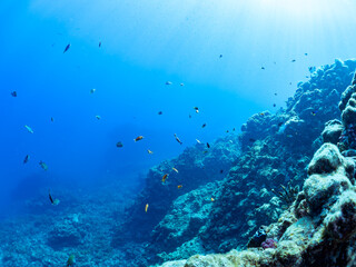 ウミトサカ（ソフトコーラル）他が生えるドロップオフのキンギョハナダイ（ハナダイ亜科）、キホシスズメダイ（スズメダイ科）他群れ
英名、学名：
Sea Goldie (Pseudanthias squamipinnis)
Northern yellow-spotted chromis, Chromis yamakawai, 
Alcyonacea
静岡県伊豆半島賀茂郡南伊豆町中木ヒリゾ浜-2024年
