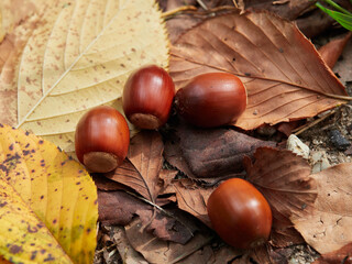 秋の公園の落ちるドングリと落ち葉の風景