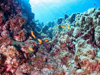 ウミトサカ（ソフトコーラル）他が生えるドロップオフのキンギョハナダイ（ハナダイ亜科）、キホシスズメダイ（スズメダイ科）他群れ
英名、学名：
Sea Goldie (Pseudanthias squamipinnis)
Northern yellow-spotted chromis, Chromis yamakawai, 
Alcyonacea
静岡県伊豆半島賀茂郡南伊豆町中木ヒリゾ浜-2024年
