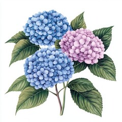 Obraz premium Hydrangea flowers in blue and pink, detailed greenery, white isolated background.