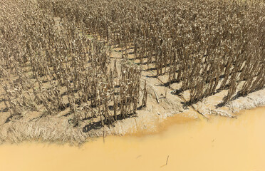 Flash flood destroys corn and vegetable crop in Southeast asia.