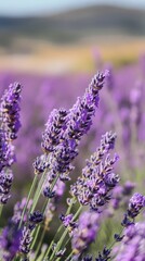 Obraz premium close-up of lavender with delicate blurred background of lavender field