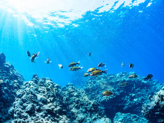 逆光の美しいホウライヒメジ（ヒメジ科）の他群れと水面を泳ぐスキンダイバー。
英名、学名：Whitesaddle goatfish (Parupeneus ciliatus)
美しいキビナゴ（ニシン科）他の大群。
英名、学名：Silver-Stripe Round Herrings (Spratelloides gracilis)
静岡県伊豆半島賀茂郡南伊豆町中木ヒリゾ浜-2024年
