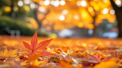 Autumn Leaves on the Forest Floor