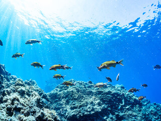 逆光の美しいホウライヒメジ（ヒメジ科）の他群れと水面を泳ぐスキンダイバー。
英名、学名：Whitesaddle goatfish (Parupeneus ciliatus)
美しいキビナゴ（ニシン科）他の大群。
英名、学名：Silver-Stripe Round Herrings (Spratelloides gracilis)
静岡県伊豆半島賀茂郡南伊豆町中木ヒリゾ浜-2024年
