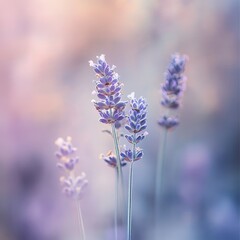 Obraz premium close-up of lavender with delicate blurred background of lavender field
