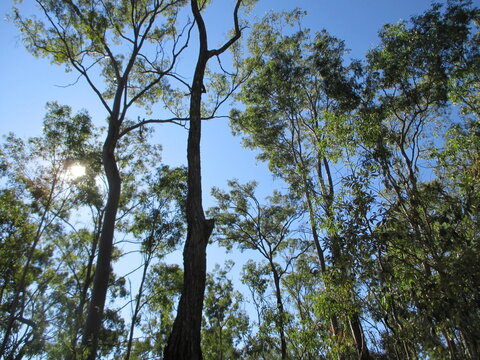 Trees in the Sky in the Bush in Queensland Australia