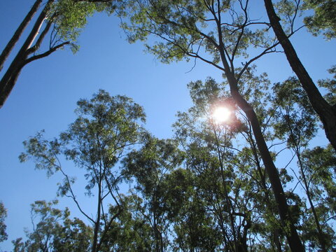 Trees in the Sky in the Bush in Queensland Australia