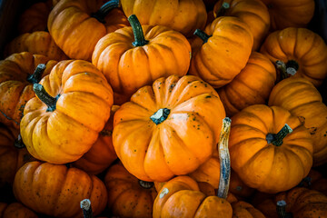 Kürbis, Jack be little, cucurbita pepo, Speisekürbis, Gartenkürbis, Zierkürbis, Kürbisrezept, Kürbisernte, Herbstfest, Herbstmarkt, Herbst, Schweiz
