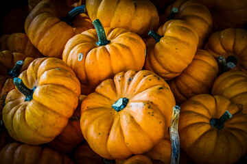 Kürbis, Jack be little, cucurbita pepo, Speisekürbis, Gartenkürbis, Zierkürbis, Kürbisrezept,...