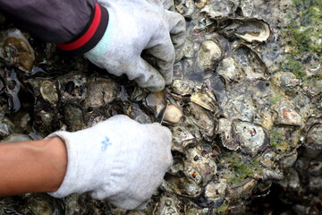 Oyster on rock peeling by hand covered glove and tool in Thailand.