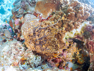 妖しく美しい大きなテヅルモヅル（ヒトデ科）。
触手がうねうね動く。
英名、学名：Basket Star (Gorgonocephalidae)
静岡県伊豆半島賀茂郡南伊豆町中木ヒリゾ浜-2024年
