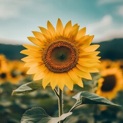 Obraz premium close-up of sunflower with delicate blurred background