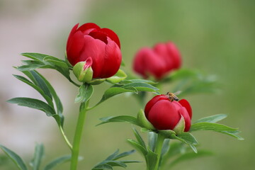 Paeonia officinalis. Red peonies flower bloom in garden.
