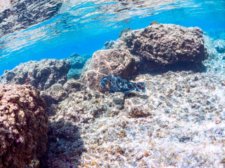 大きく美しいアオブダイ（ブダイ科）他。半水面撮影。

英名、学名：Knobsnout Parrotfish (Scarus ovifrons)
静岡県伊豆半島賀茂郡南伊豆町中木ヒリゾ浜-2024年
