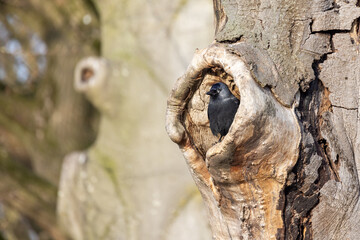 A vibrant bird peeks out curiously from a trees natural cavity, beautifully showcasing natures enchanting beauty