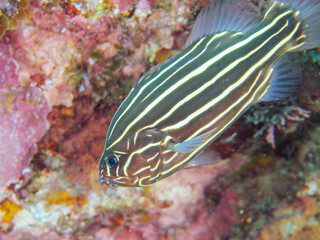 水中洞窟にいる毒を持つ美しいヌノサラシ（ハタ科）の幼魚。
英名、学名：Goldenstriped soapfish (Grammistes sexlineatus)
静岡県伊豆半島賀茂郡南伊豆町中木ヒリゾ浜-2024年

