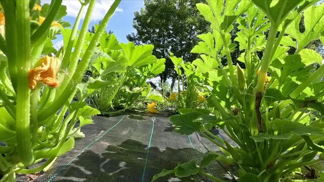 Movement through bright green flowering patissons growing in a bed
