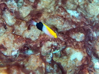 可愛いキツネベラ（ベラ科）の幼魚他。
英名、学名：tarry hogfish, Bodianus...